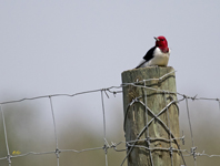 Red headed Woodpecker 1370